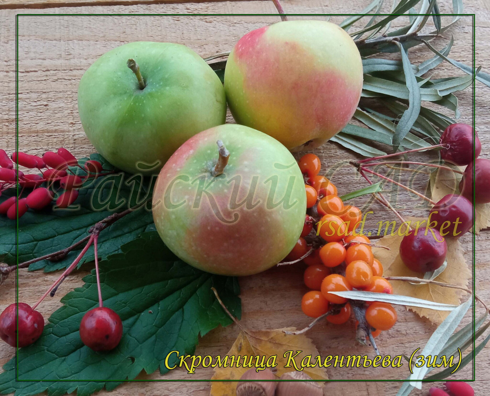 Яблоня Скромница Калентьева.