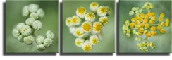 Модульная картина "Трио цветов"