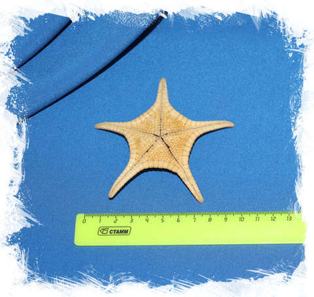 Морская звезда Иконастер лонгиманус (Iconaster longimanus) 8-9 см.