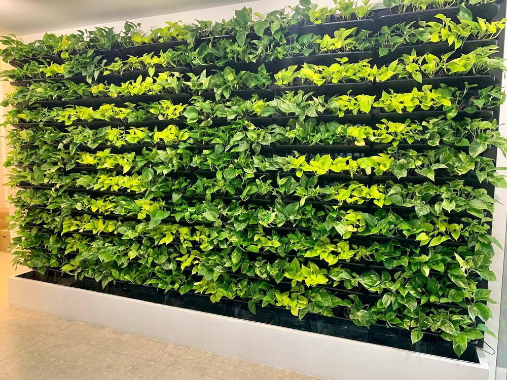 Вертикальное озеленение живыми растениями офисного пространства. В проекте использовалось оборудования "Hydro Bricks"