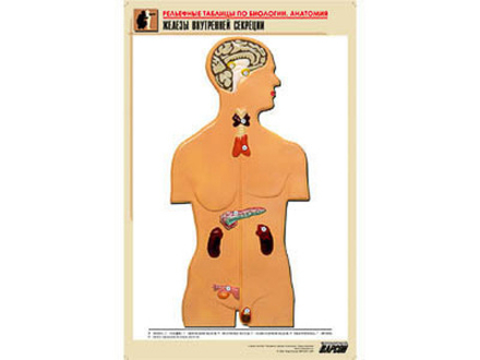 Рельефная таблица &#34;Железы внутренней секреции&#34; (формат А1, матовое ламинир.)