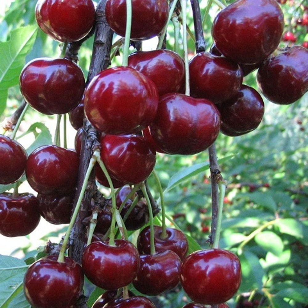 Дюк ранний Кормилица