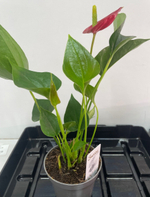 Антуриум мини