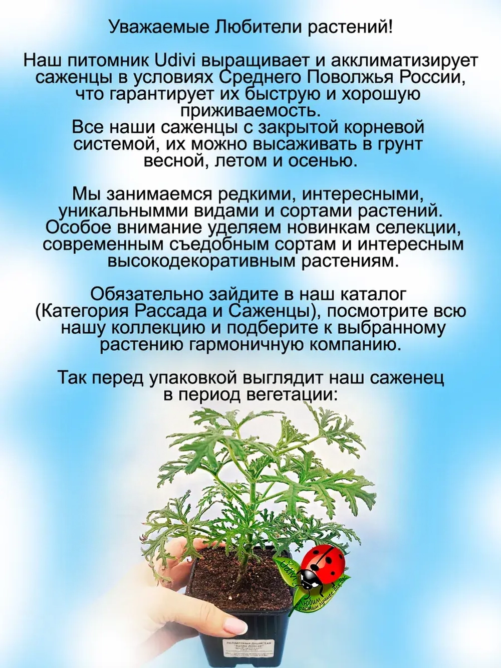 Пеларгония Канди Дансер аромат лайма и мяты