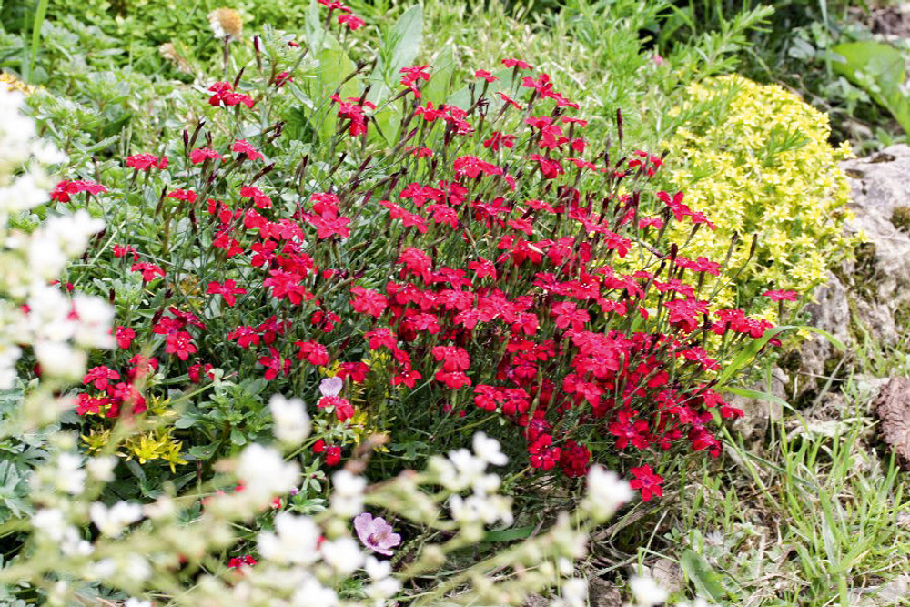 Гвоздика травянка Бриллиант Р9 Закупка М36 получение май-июнь 2026