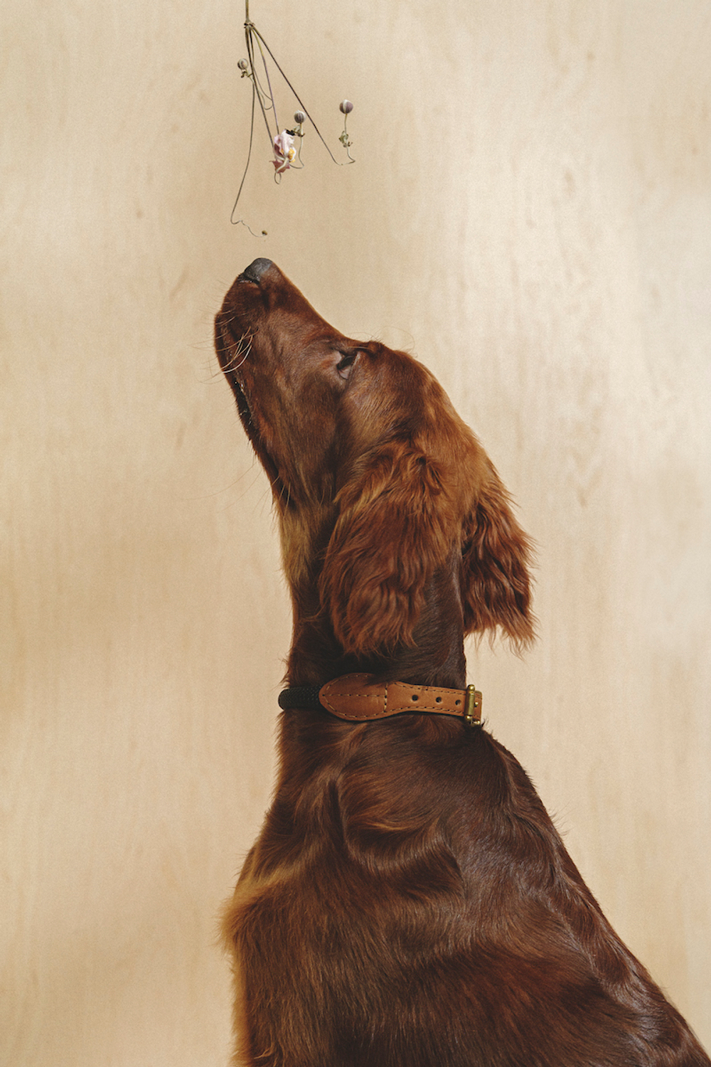 Ошейник "Пони-Макарони" Рыжий