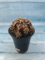 Gymnocalycium T-Rex Pink hybride (Гимнокалициум)