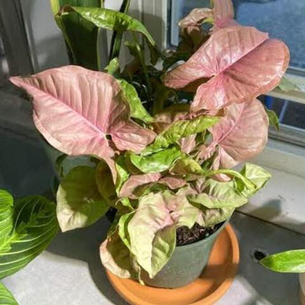 Сингониум NEON