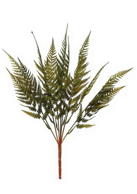 Кочедыжник женский Lady in red