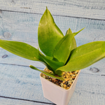 Sansevieria Hahnii Jade (Сансевиерия)