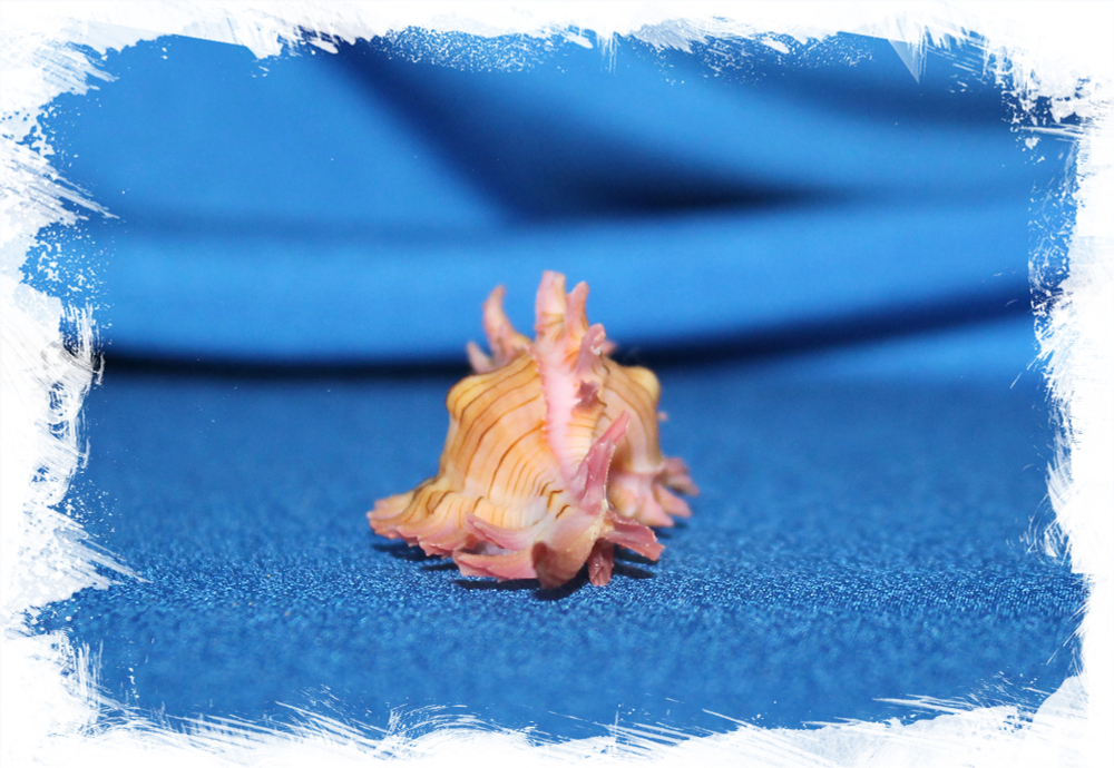 Раковина Chicomurex Venustulus, Chicoreus gloriosus, Мурекс венустулус