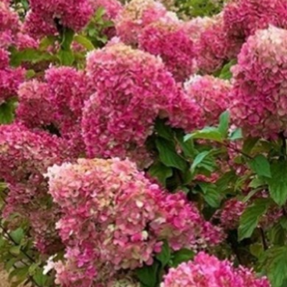 Краса Лесково С1.5