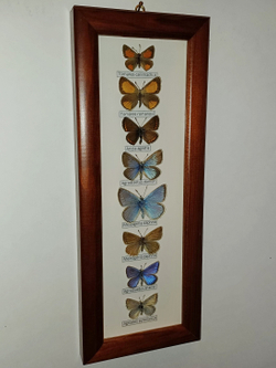 Коллекция кавказских голубянок