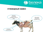 Дексалека (аналог дексафорта), раствор для инъекций, 100 мл