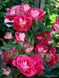 Хайматмелоди (Heimatmelodie)