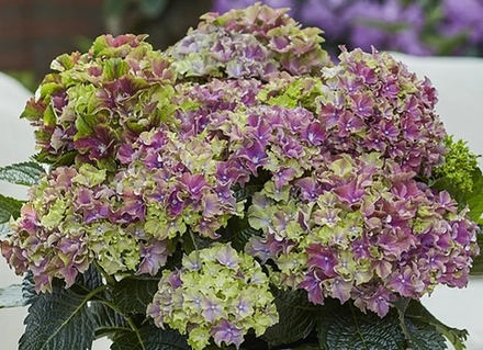 Surfing Safari mix (Сёрфинг Сафари mix) НОВИНКА!