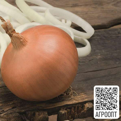 Бирди F1 семена лука репчатого (Bejo / Бейо)