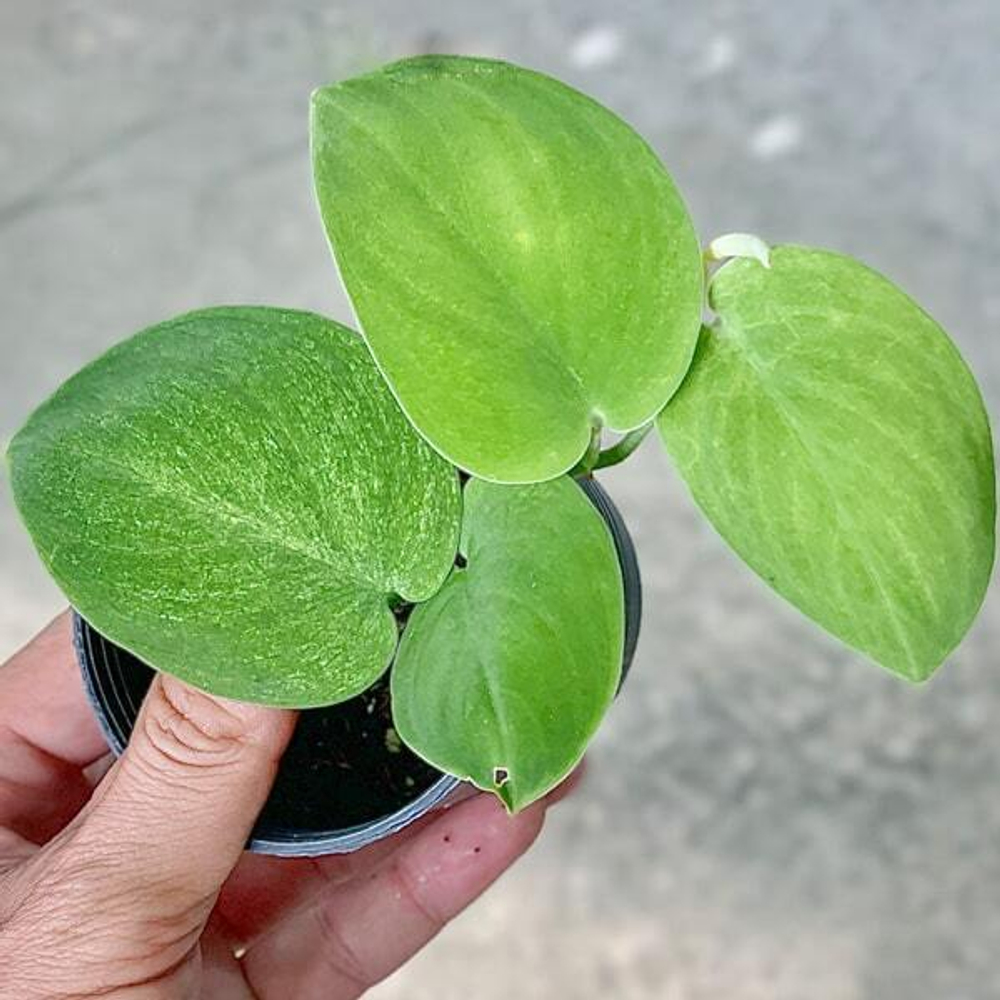 Сциндапсус JADE SATIN EMERALD
