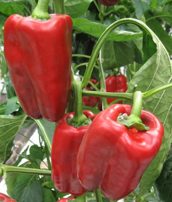 Перец сладкий Тамерлан F1 5шт Мировые Семена VITA GREEN