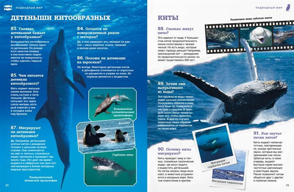 Подводный мир. Школьная энциклопедия 200 вопросов и ответов