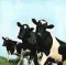Pink Floyd – Atom Heart Mother - LP