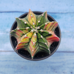 Gymnocalycium Variegata (Гимнокалициум Вариегатный)