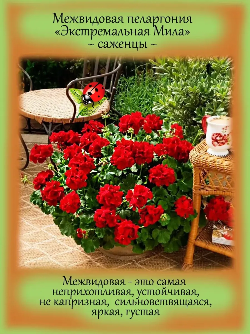 Пеларгония межвидовая Экстремальная Мила