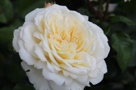 Транквилити