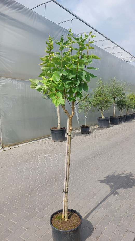 Сирень обыкновенная Кетрин Хевмайер штамб 90 см Закупка М66 апрель 2026