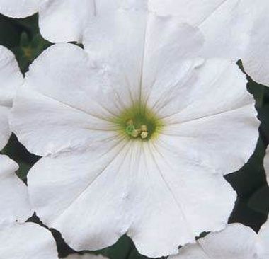 S60104 Петуния кустовая Multiflora Mirage White 10шт.