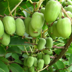 Актинидия аргута Киевская крупноплодная (2-летняя) Р9