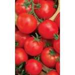 Семена Томат Ранний 83 (Марс) Б/П