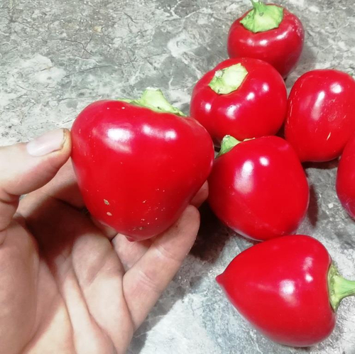 Перец Яблочный Онтара - Ontara Pepper