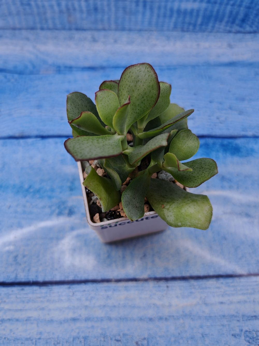 Crassula Arborescens Curly (Крассула)