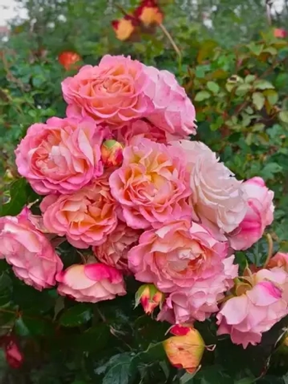 Роза шраб Мишель Бедросян