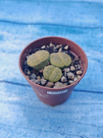 Lithops sp. (Литопсы)