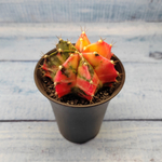 Gymnocalycium Variegata (Гимнокалициум Вариегатный)