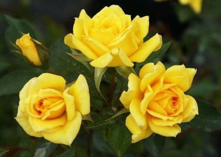 Роза Саммер (спрей) 3 года