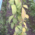 Хойя RUTHIAE UT168