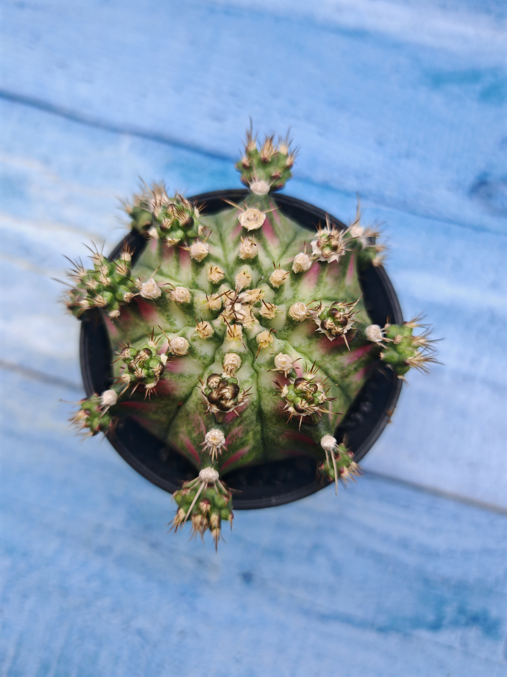 Gymnocalycium T-Rex Pink hybride (Гимнокалициум T-rex)