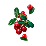 STARLINE - Żurawina (250g)