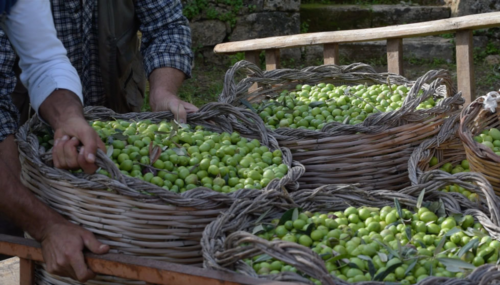 Оливковое масло CENTONZE Case Di Latomie, Biologico, Extra Virgin, темная бутылка, 1 л, Италия