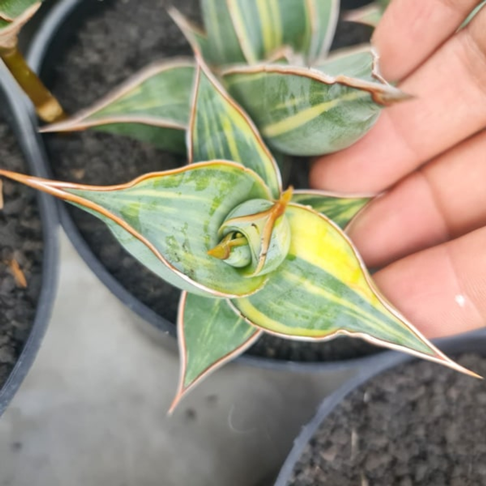 Сансевиерия PINGUICULATA VAR