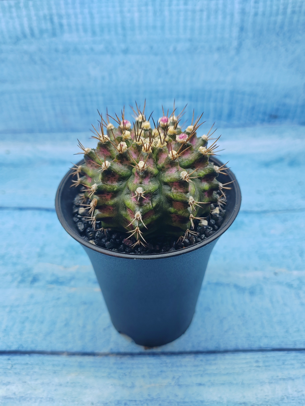 Gymnocalycium T-Rex Pink hybride (Гимнокалициум T-rex)