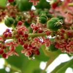 Филлантус кислый – Phyllanthus acidus