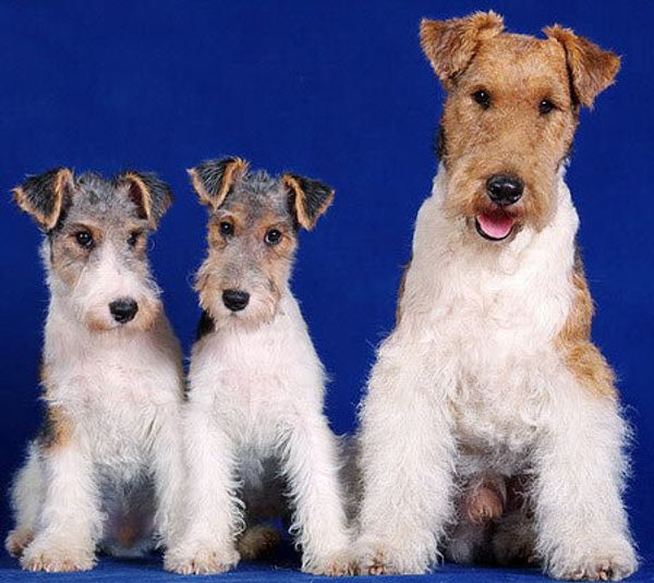 Фокстерьер жесткошерстный Фокстерьер жесткошерстный