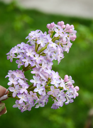 Как пользоваться молдами сирени. Мини МК Анны Крахиной.