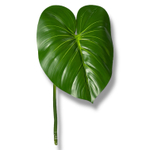 Филодендрон лист 80 см.