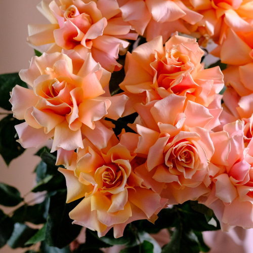 Купить Розы французские Amaretto от 9шт