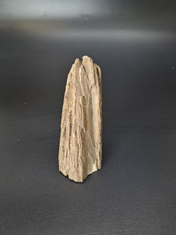 Бивень мамонта для коллекции